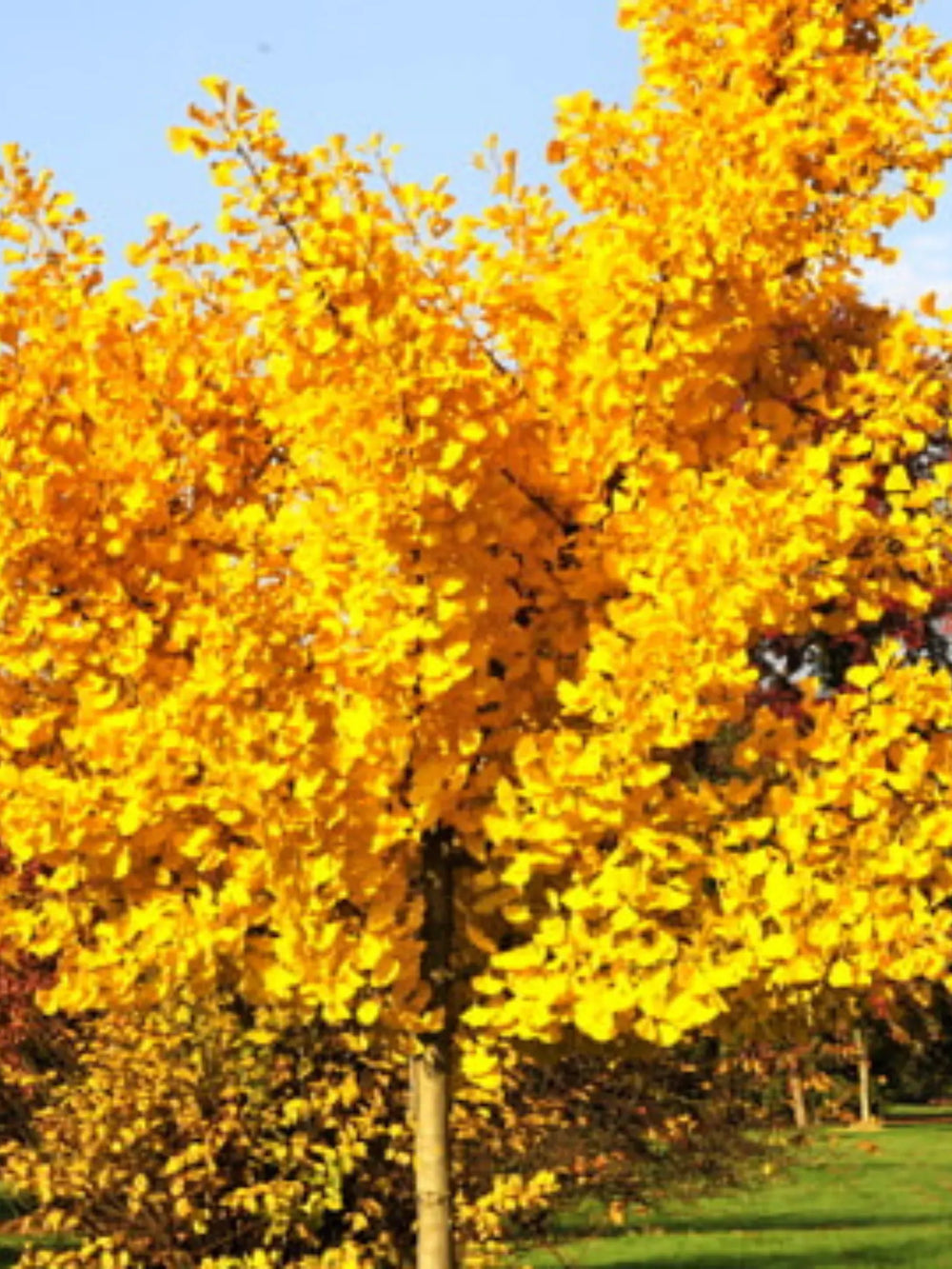 plante ornamentale 436