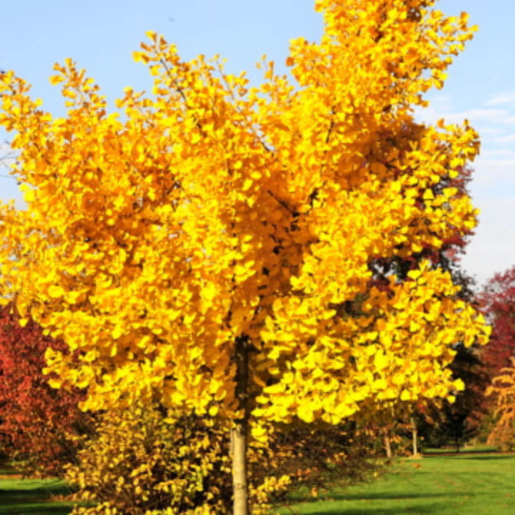 plante ornamentale 436