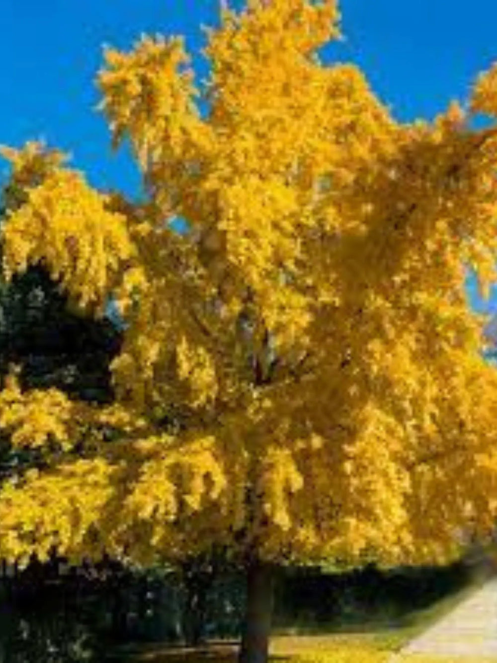 plante ornamentale 437