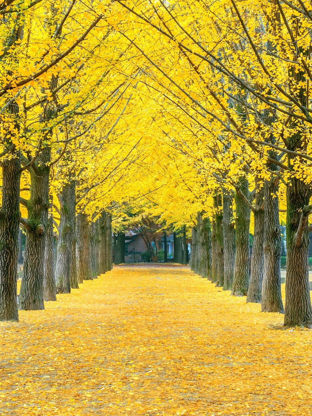 plante ornamentale 438