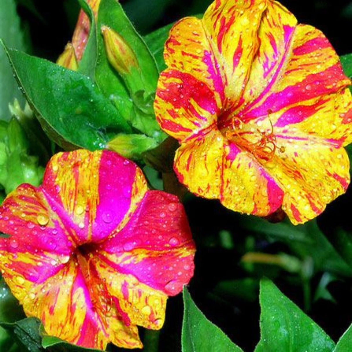 plante ornamentale