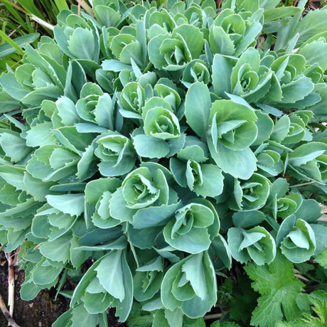 plante ornamentale