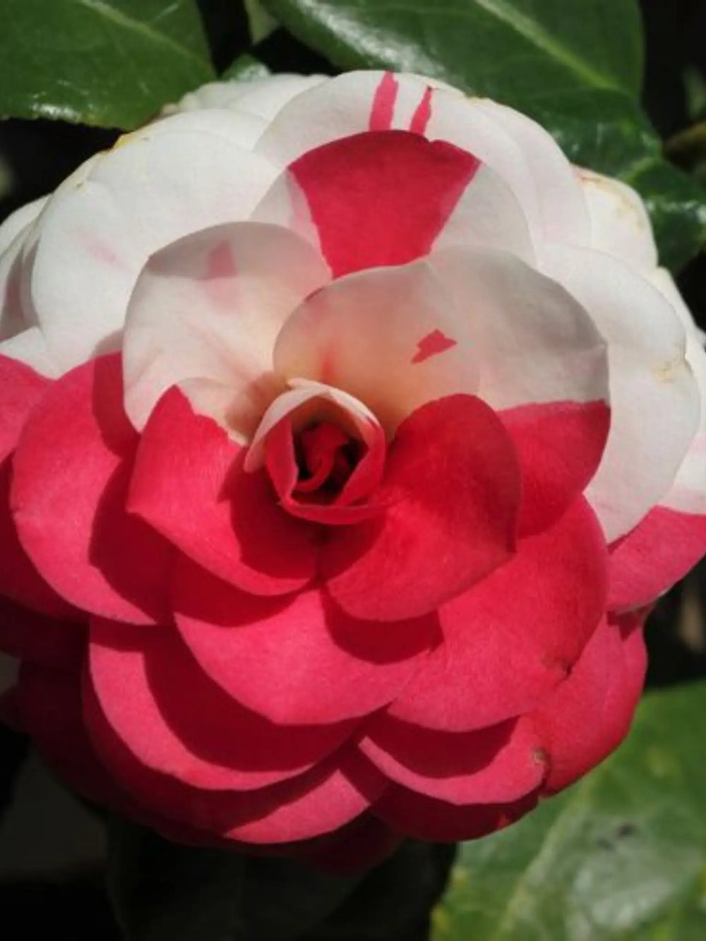 plante ornamentale 51