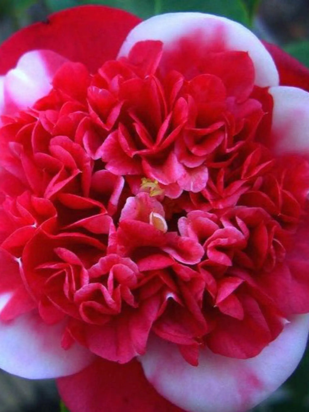 plante ornamentale 52