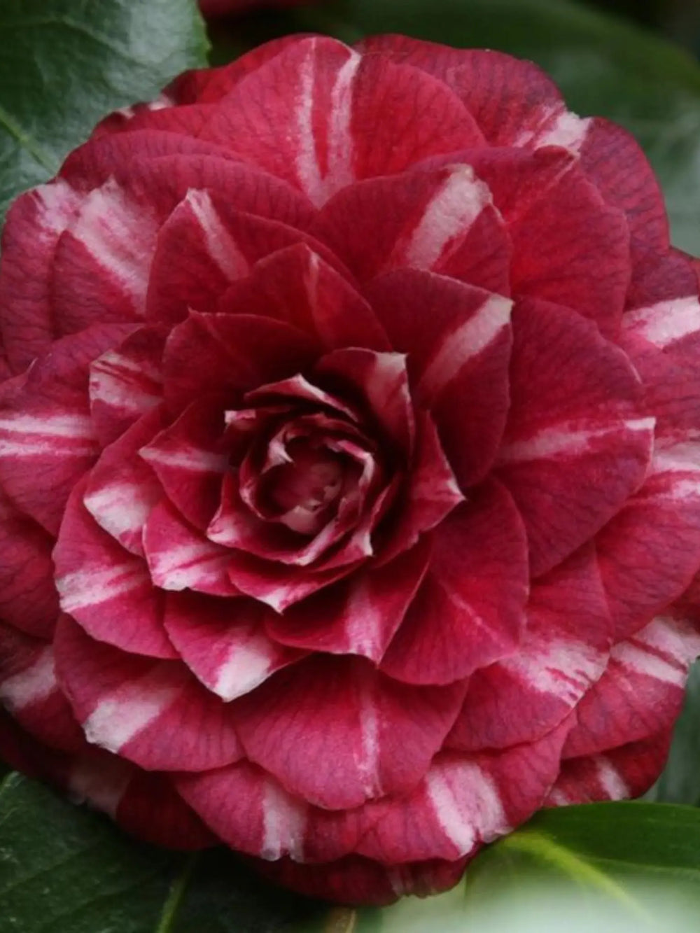 plante ornamentale 53