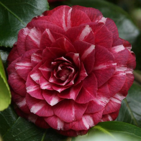 plante ornamentale 53