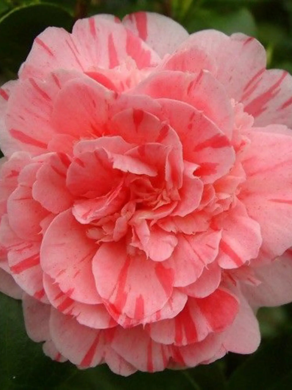 plante ornamentale 54