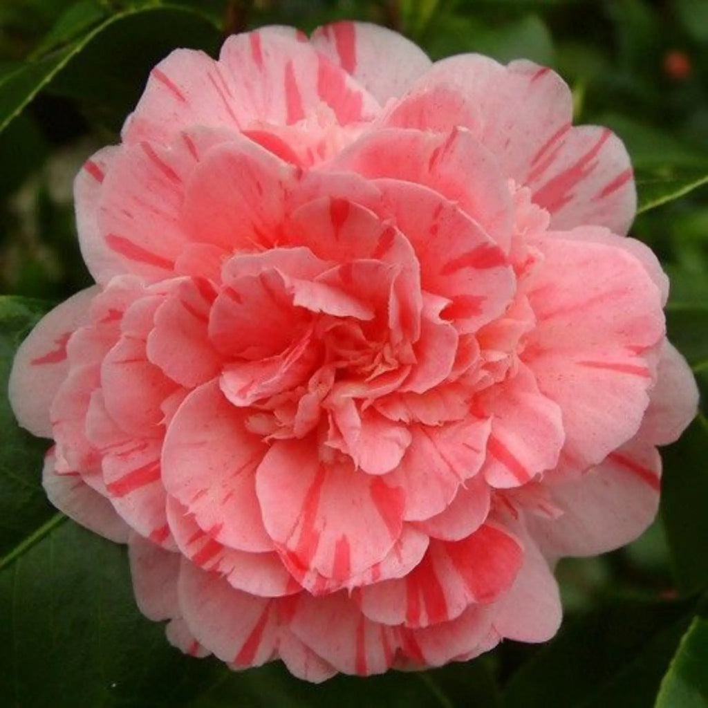 plante ornamentale 54