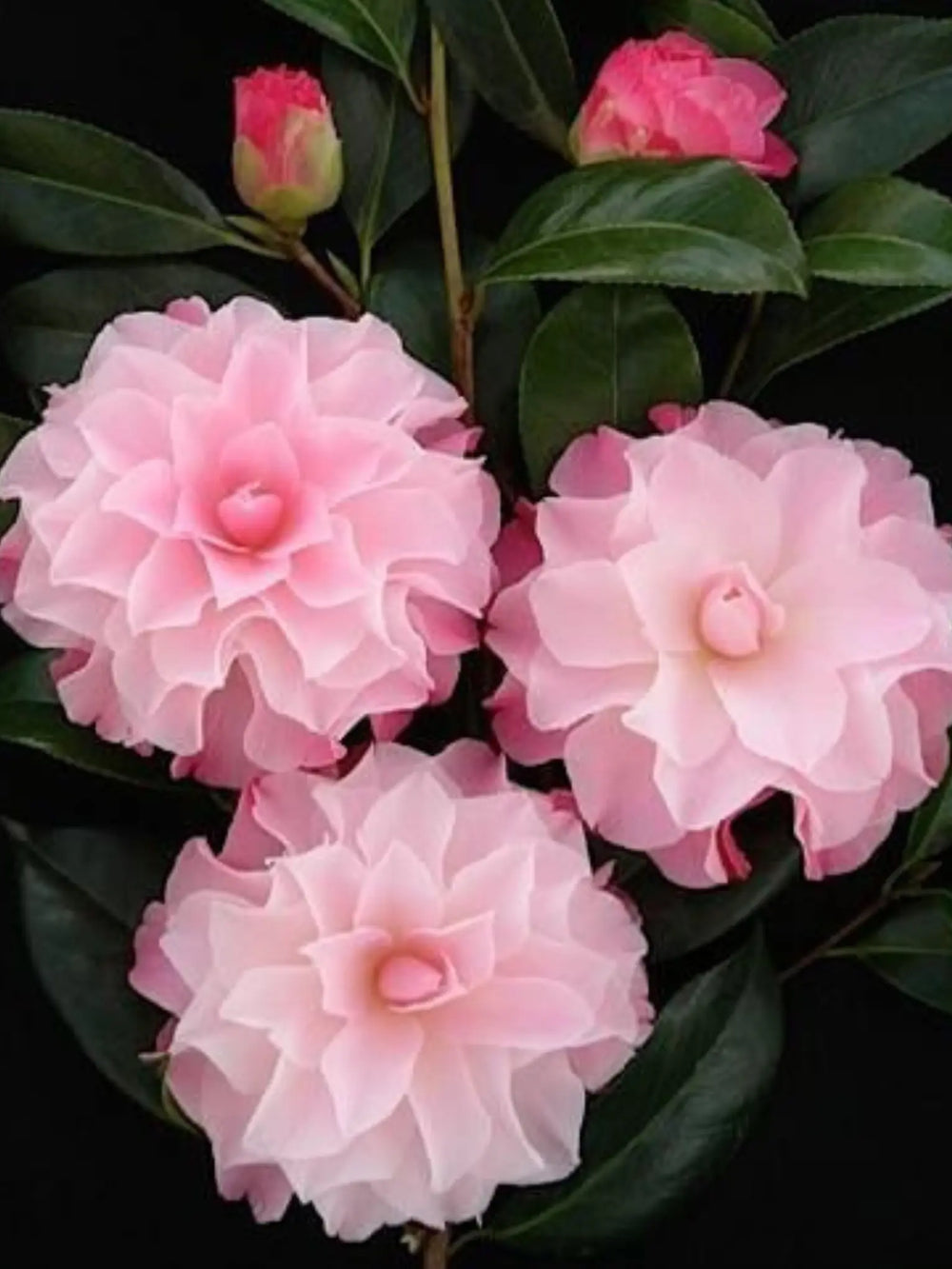 plante ornamentale 55