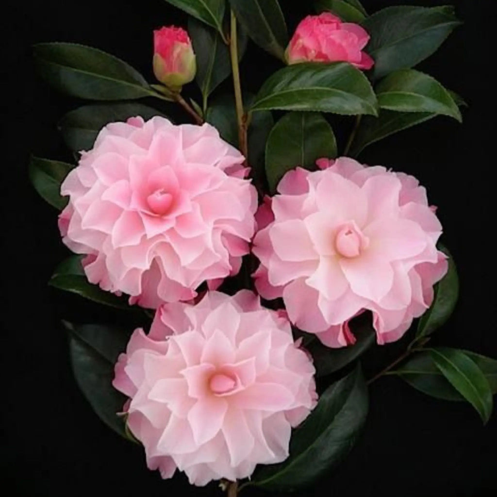 plante ornamentale 55