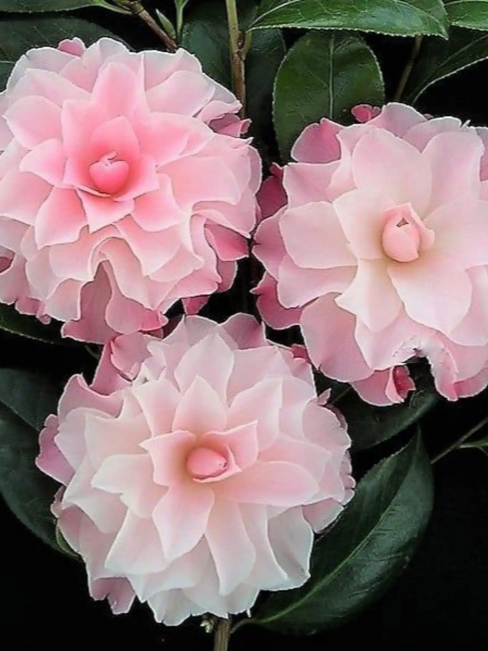 plante ornamentale 56