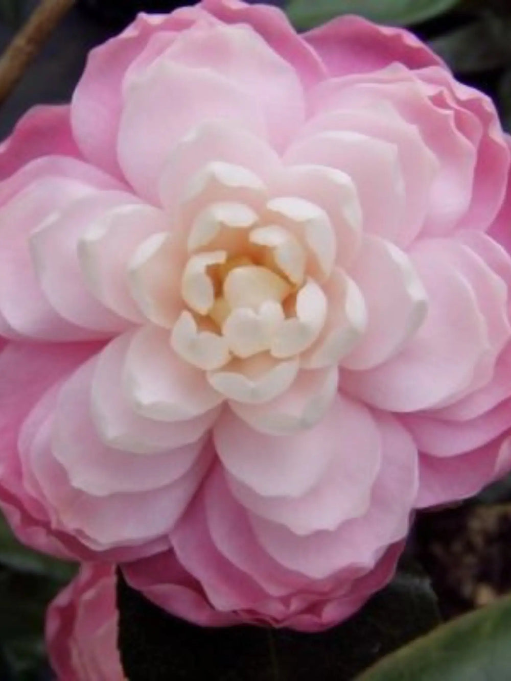 plante ornamentale 57