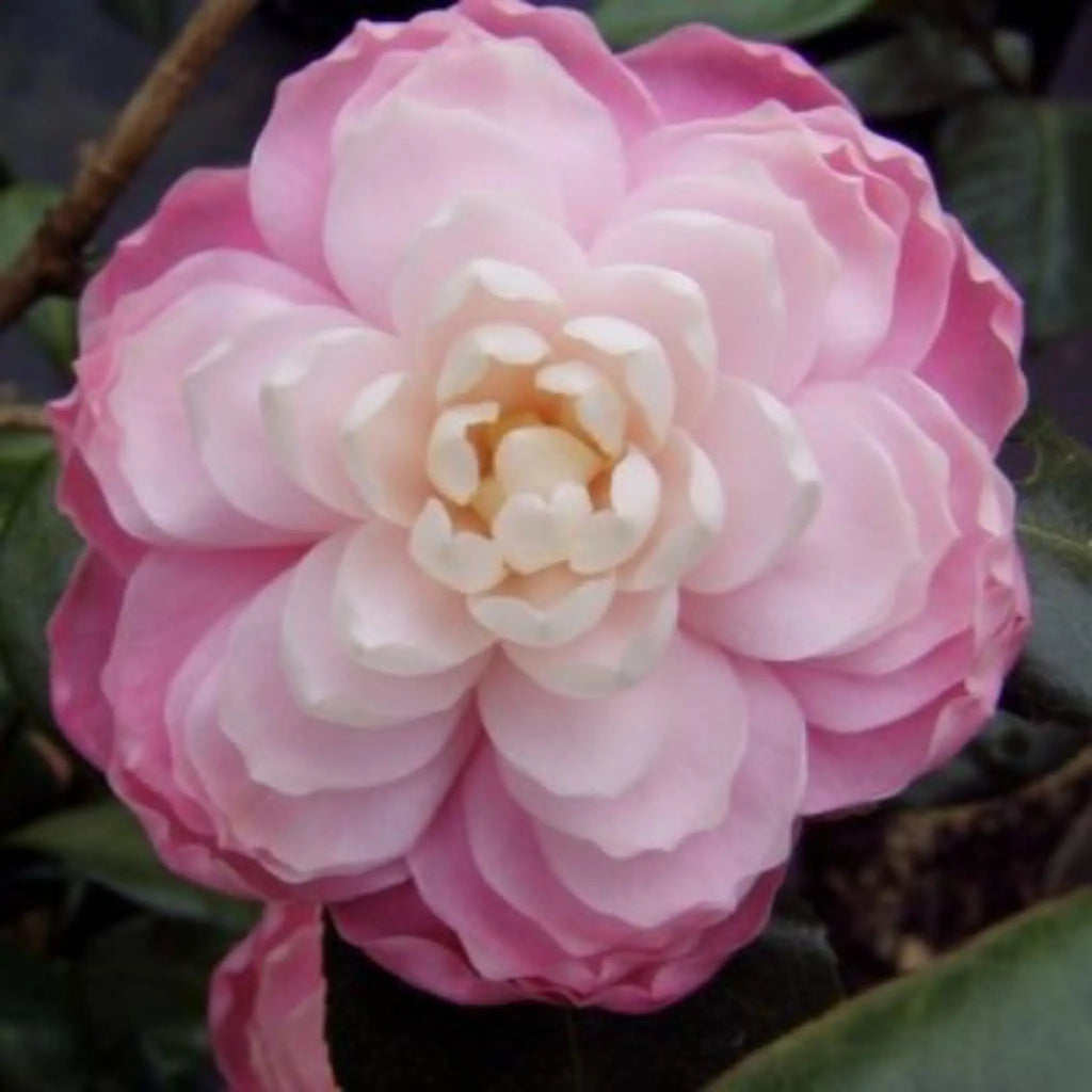 plante ornamentale 57