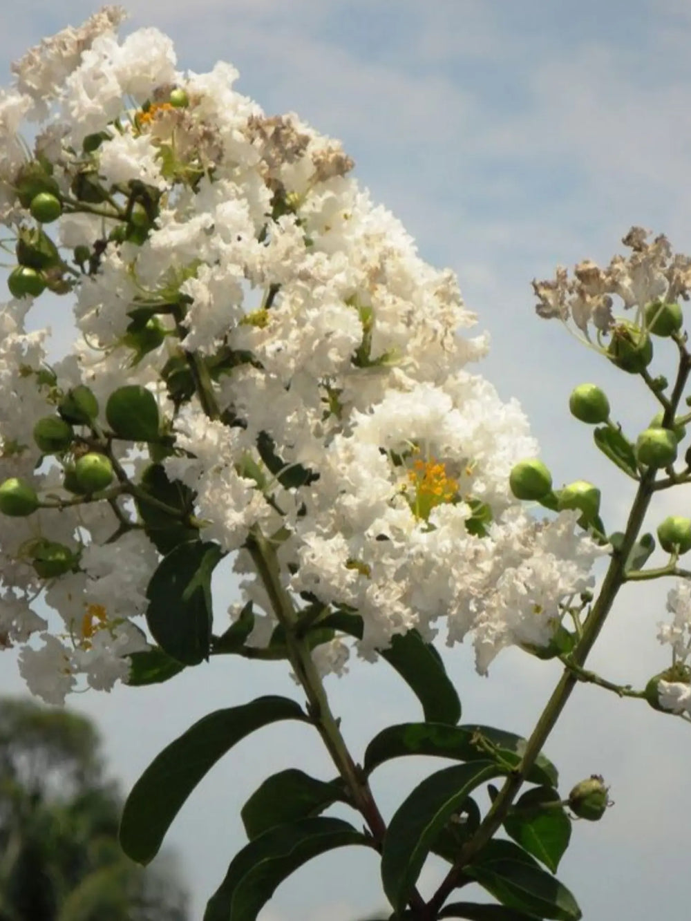 plante ornamentale 58