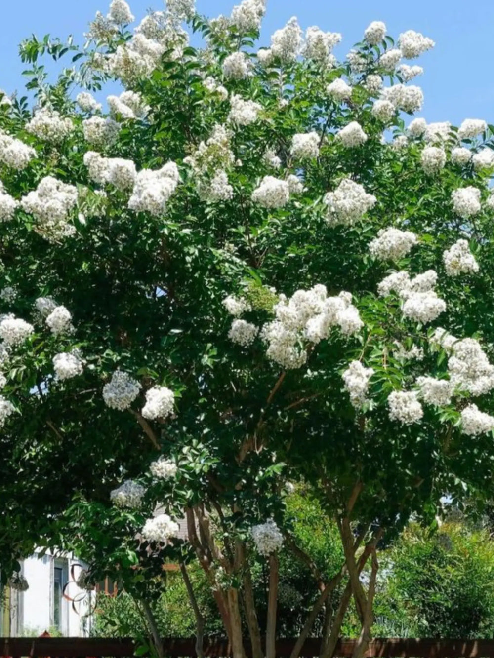 plante ornamentale 59