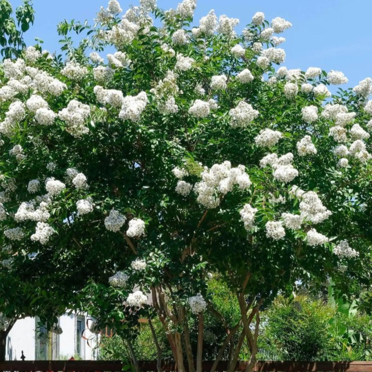 plante ornamentale 59