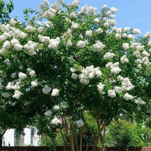plante ornamentale 59