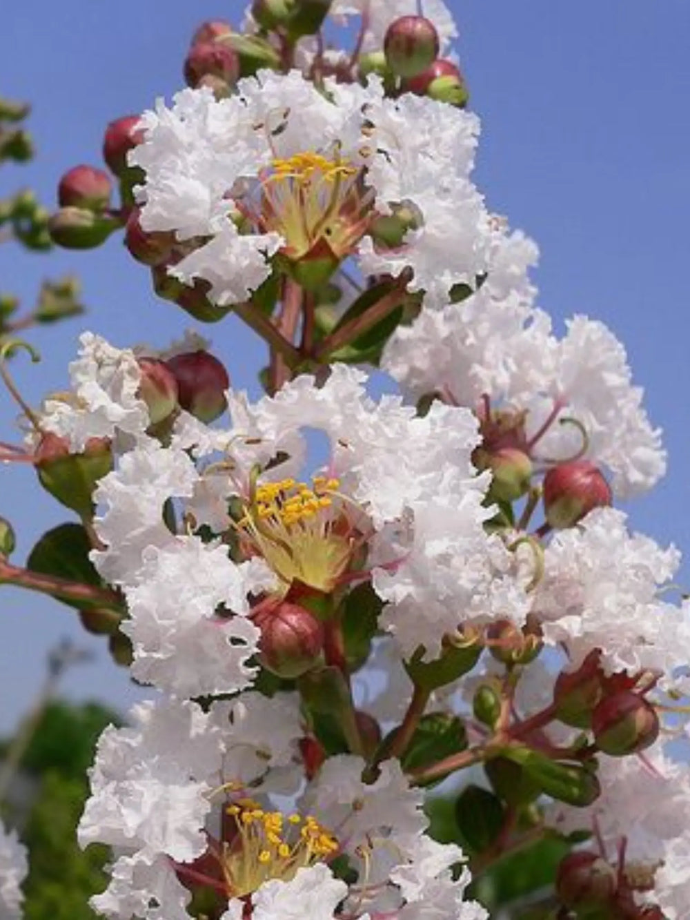 plante ornamentale 60