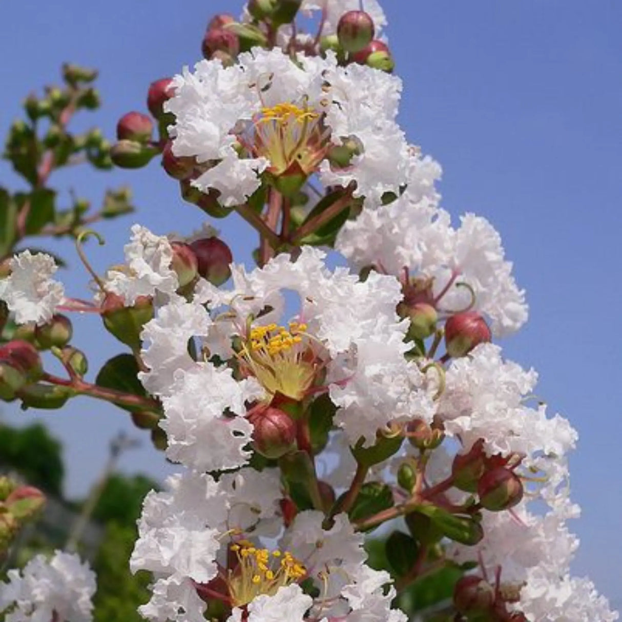 plante ornamentale 60