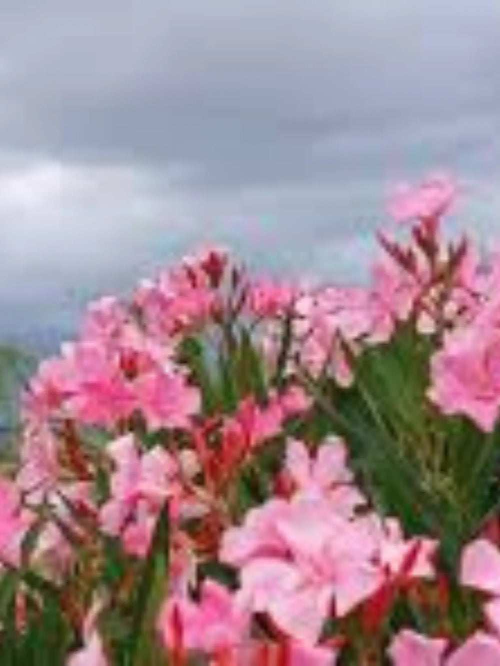 plante ornamentale 61