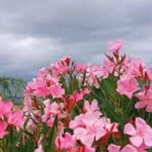 plante ornamentale 61