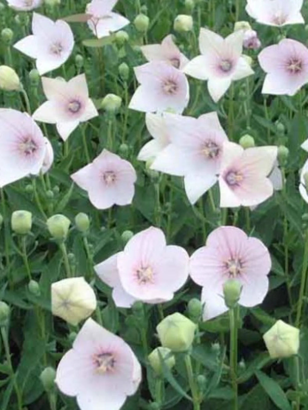 plante ornamentale615