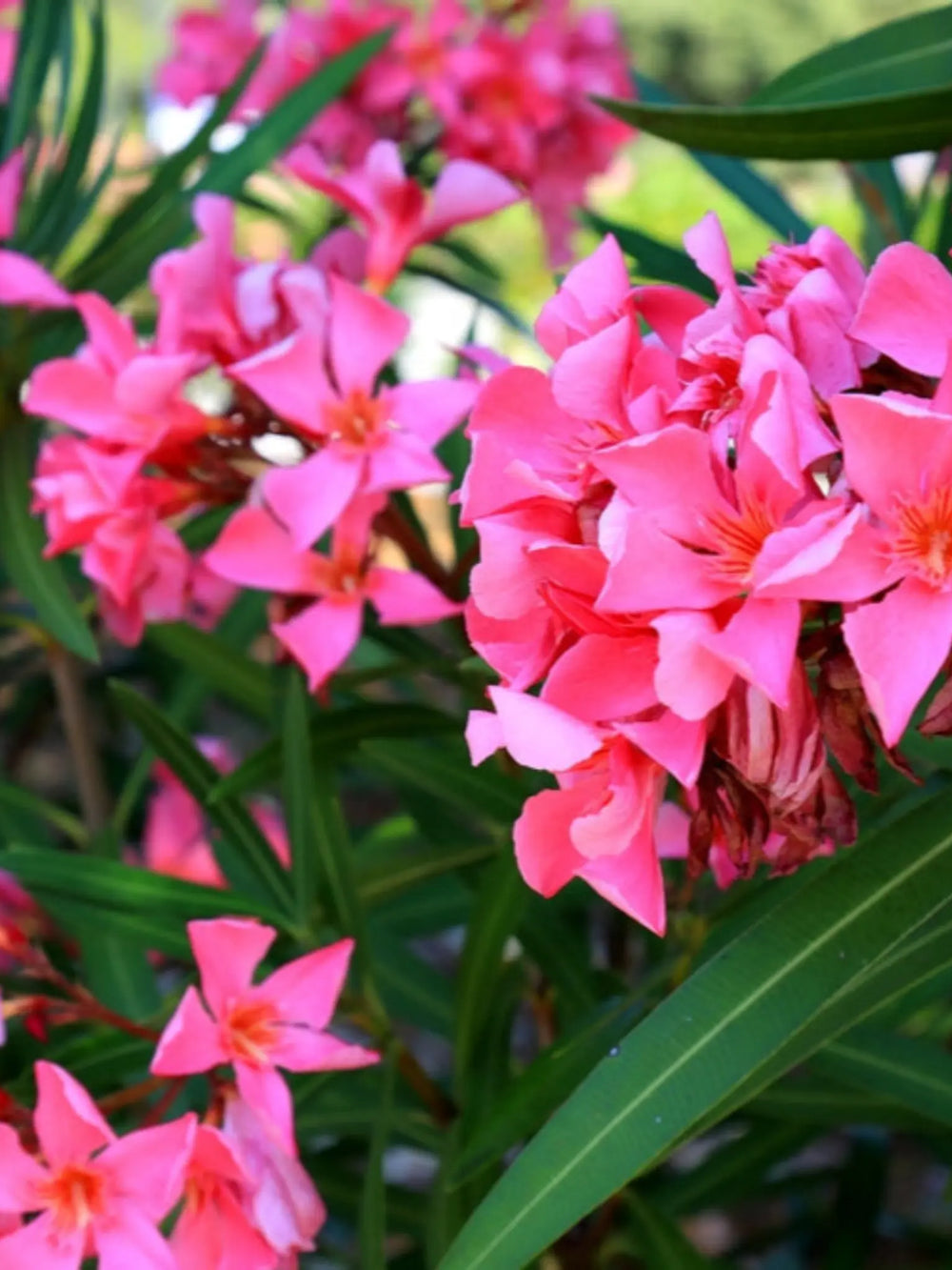 plante ornamentale 62