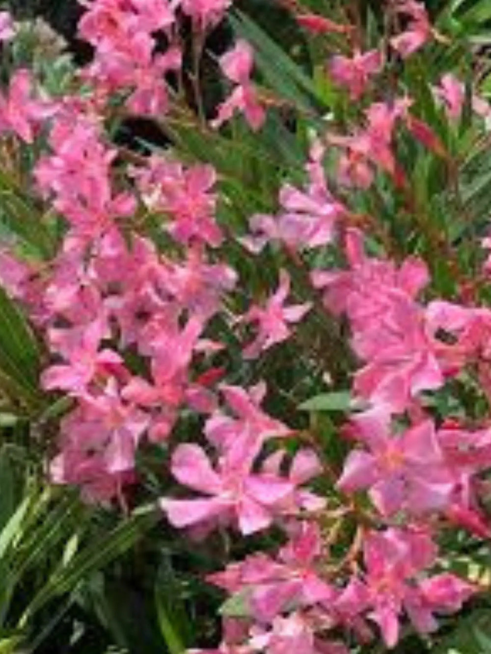 plante ornamentale 63