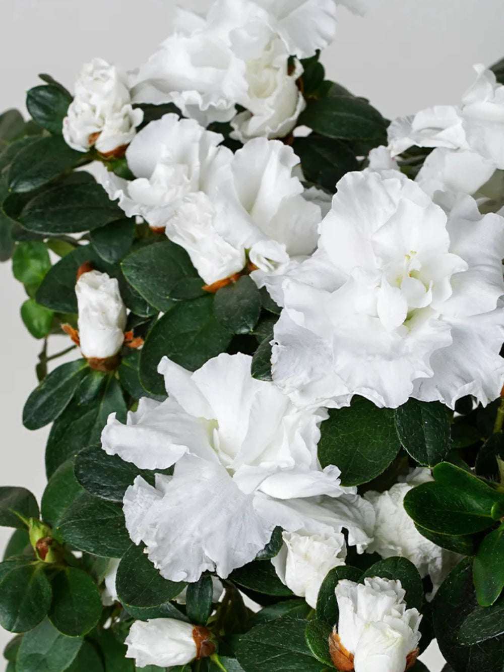 plante ornamentale674