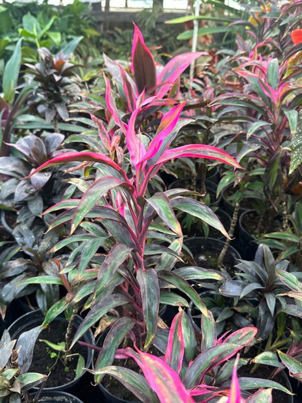 plante ornamentale 68