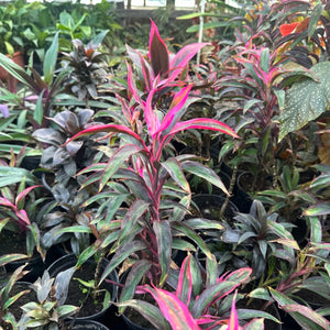 plante ornamentale 68