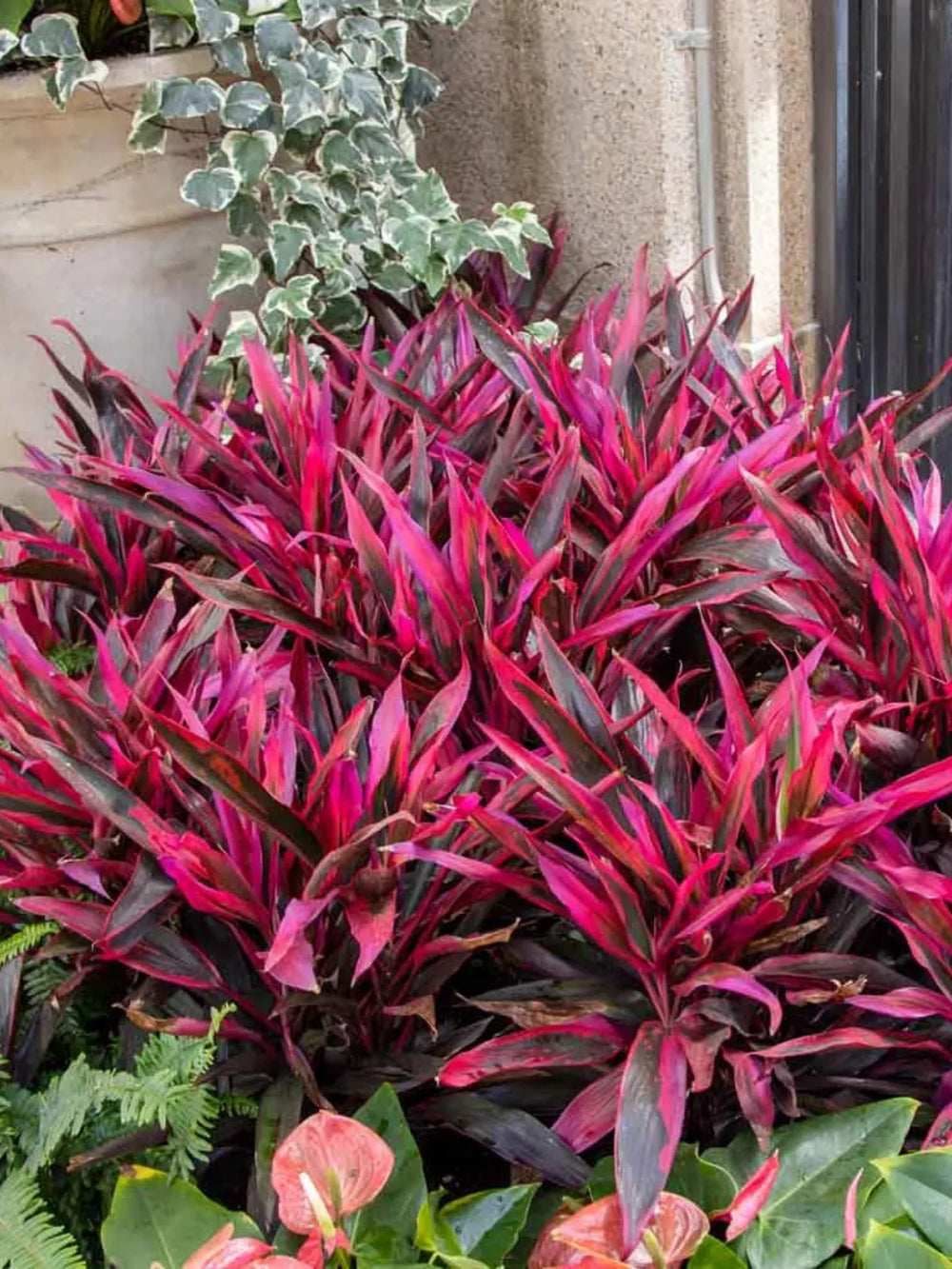 plante ornamentale 69