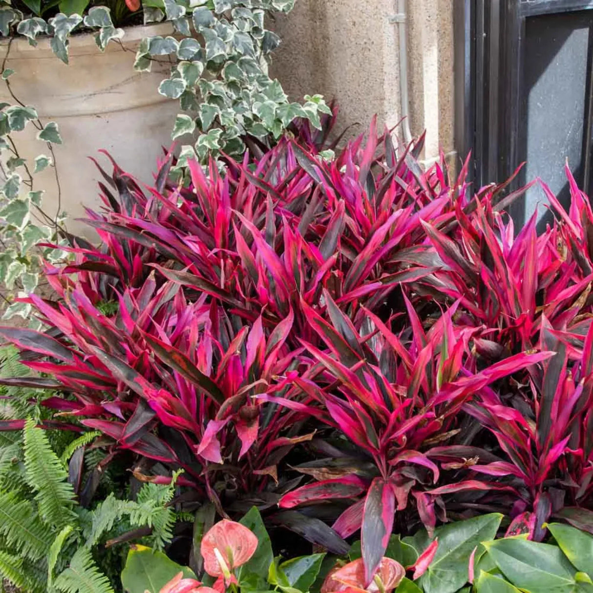 plante ornamentale 69