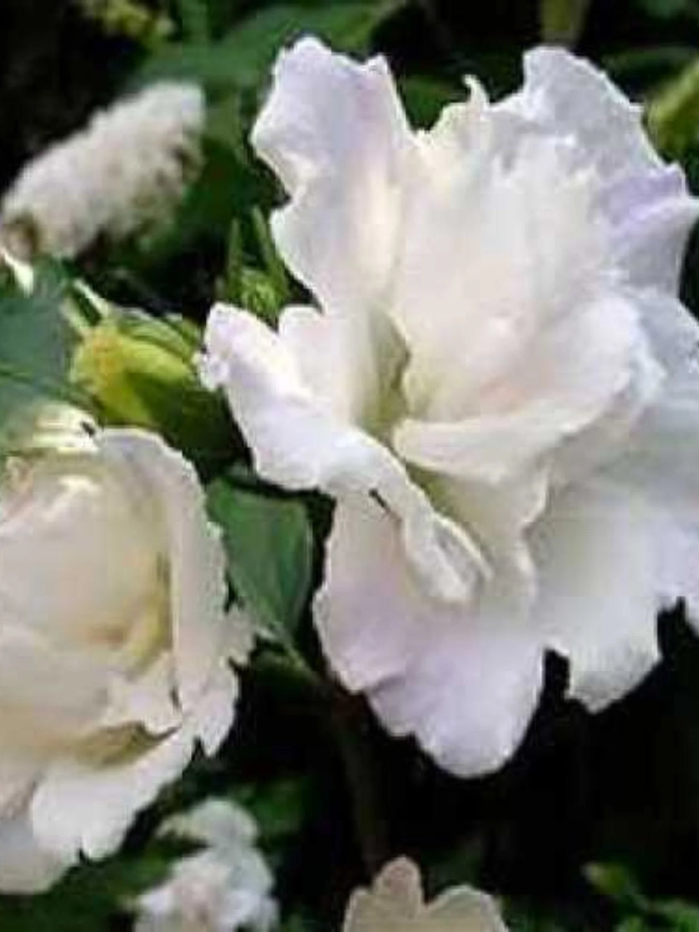 plante ornamentale696