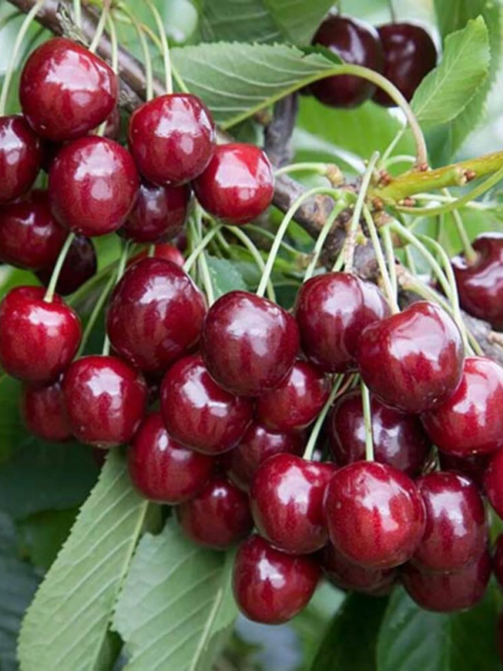 plante ornamentale 70