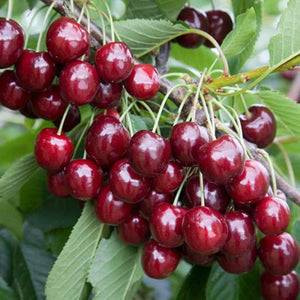 plante ornamentale 70