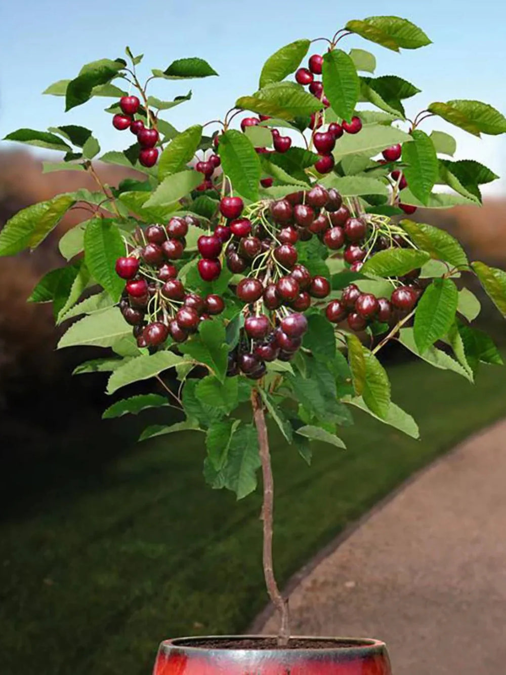 plante ornamentale 71