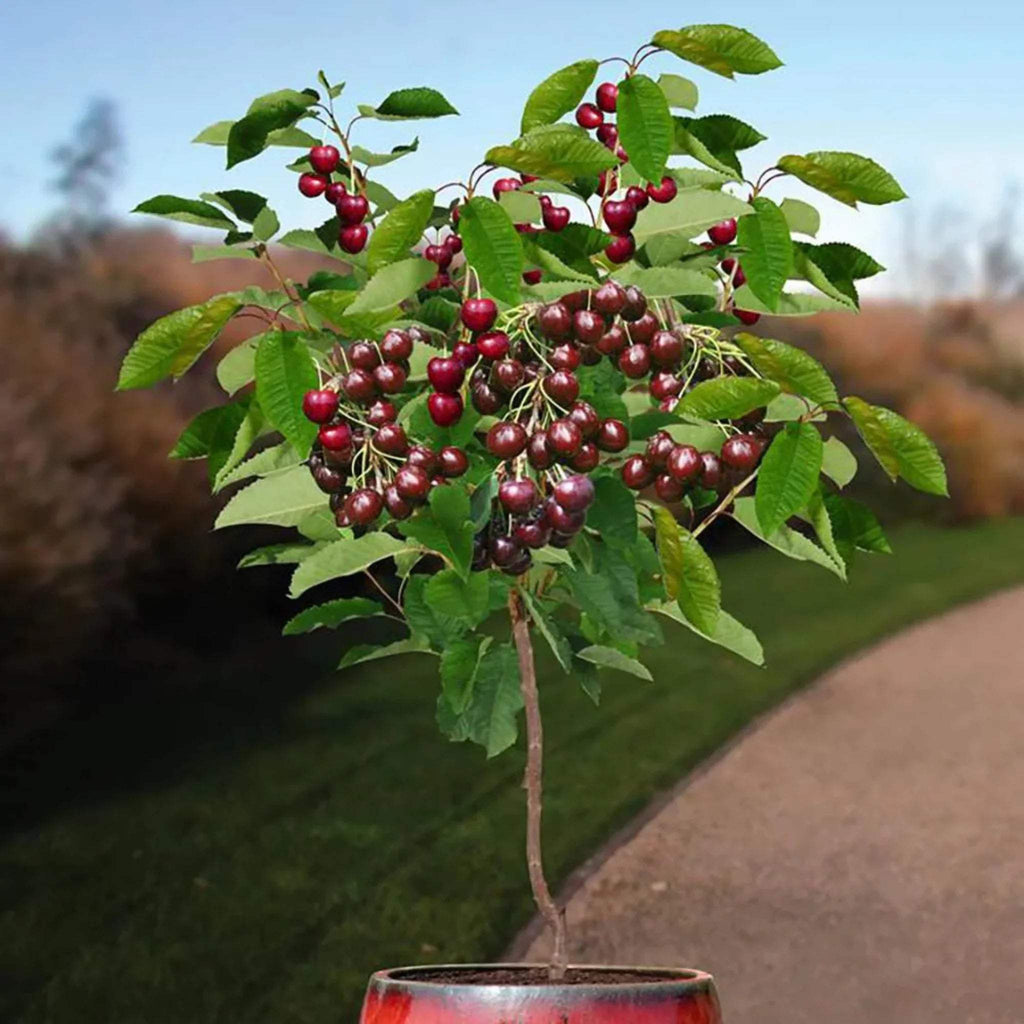 plante_ornamentale_71 - Fitza Florilor