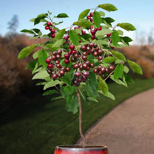 plante ornamentale 71