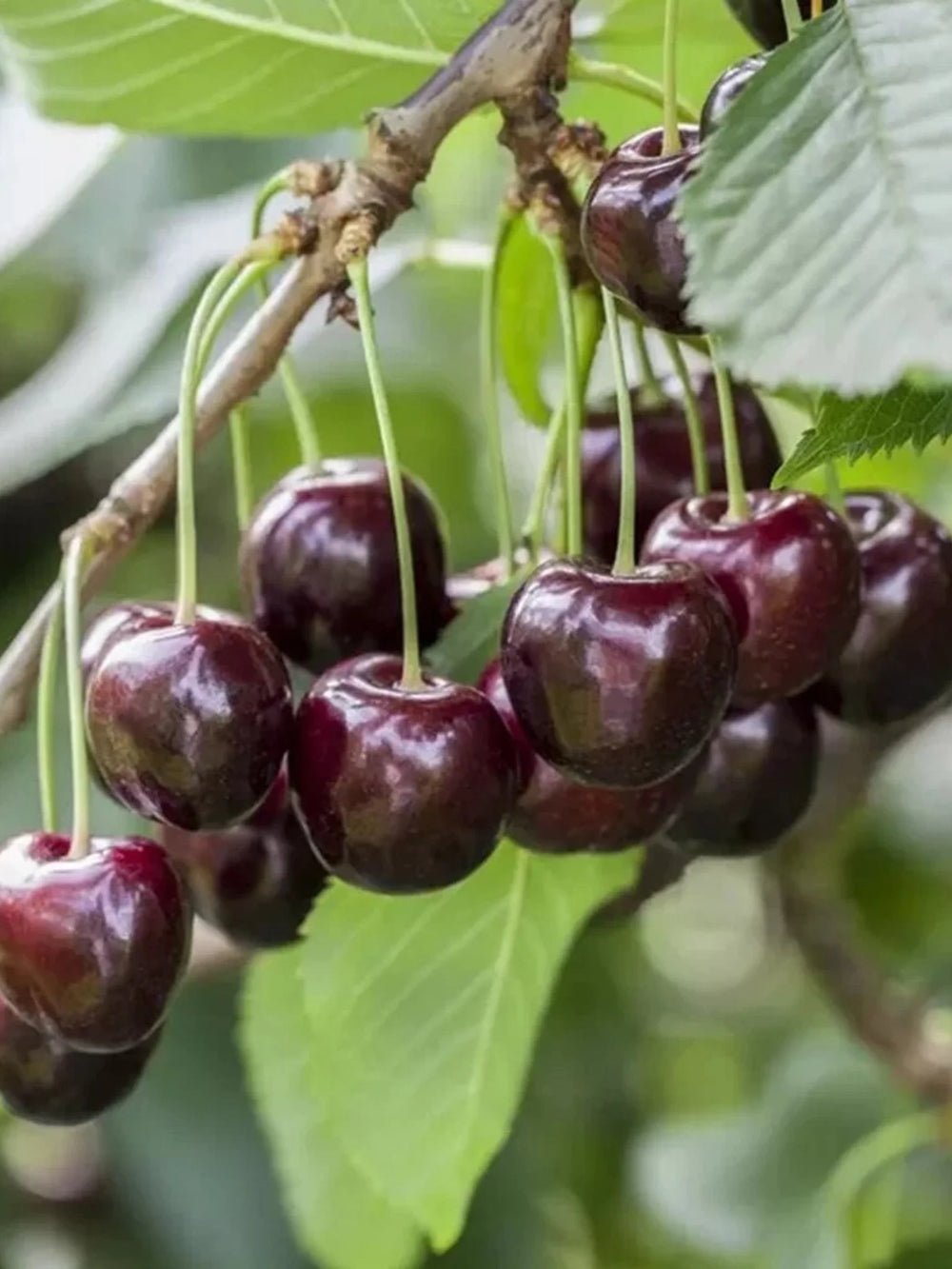 plante ornamentale 73