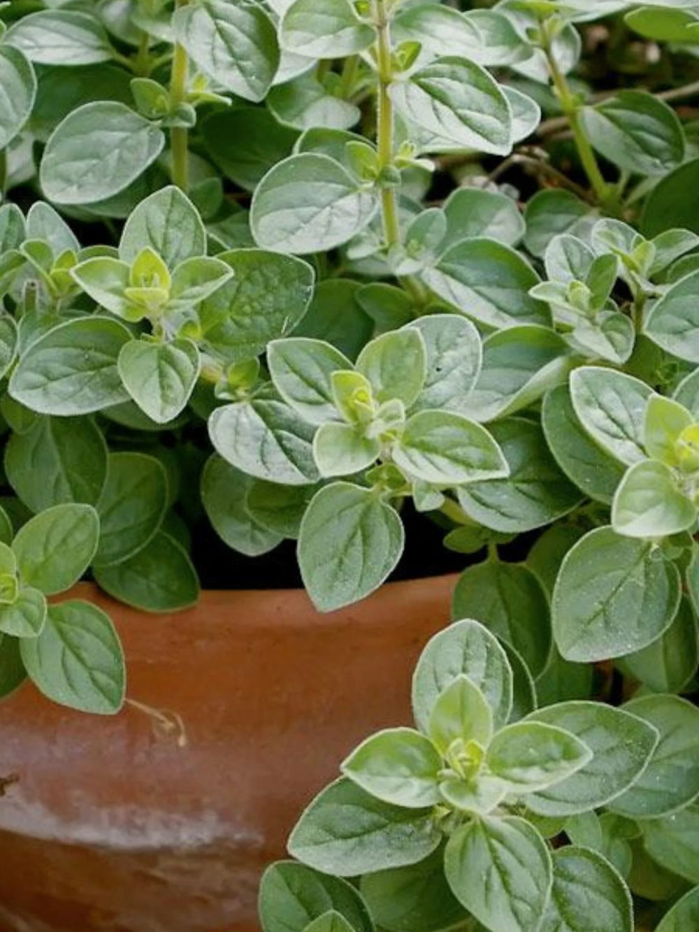 plante ornamentale 75