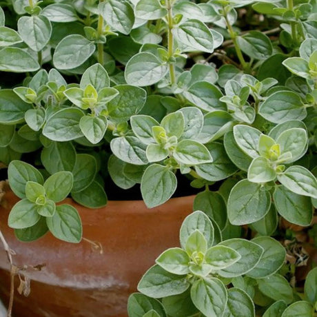 plante ornamentale 75