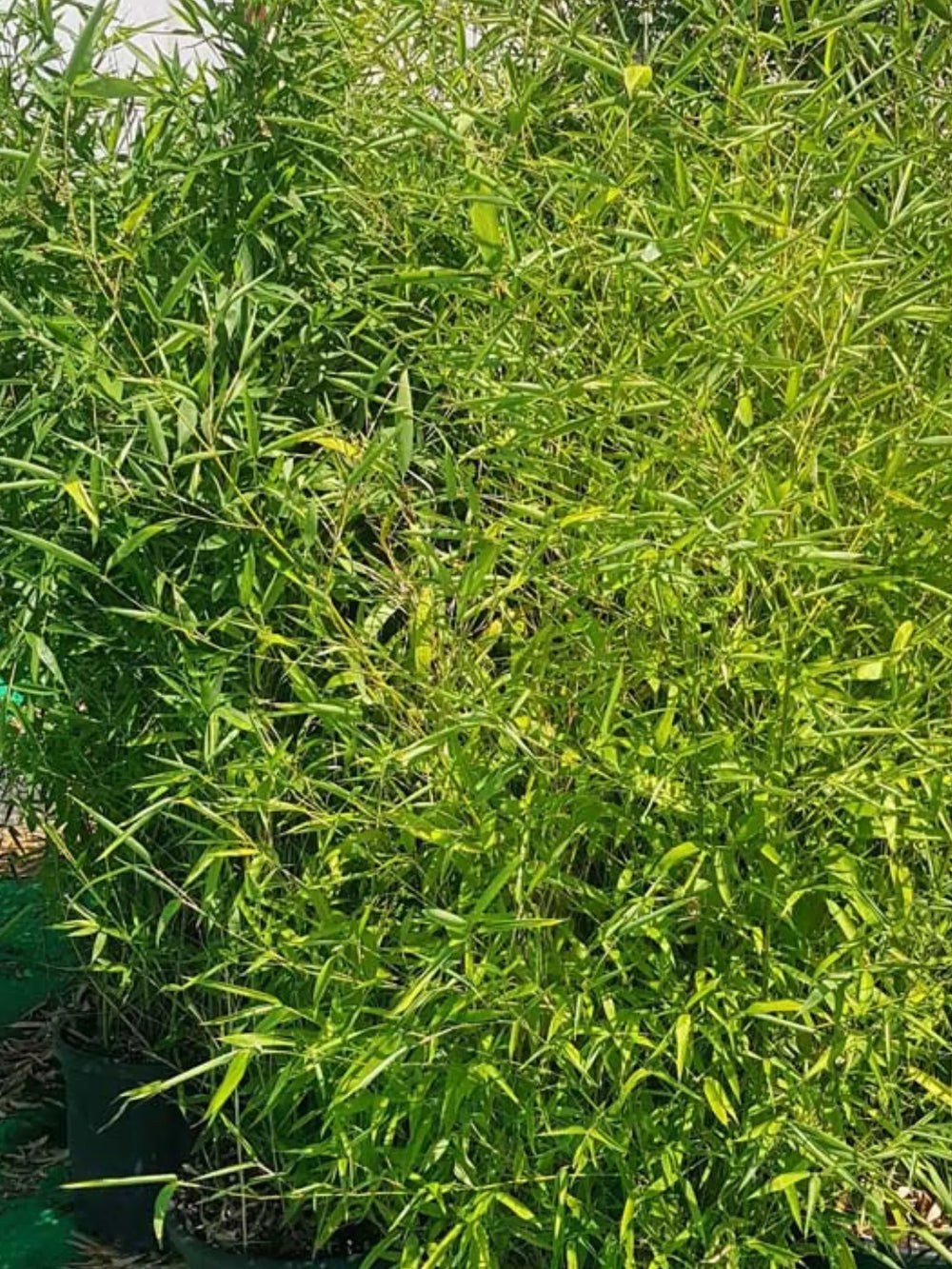 plante ornamentale 763