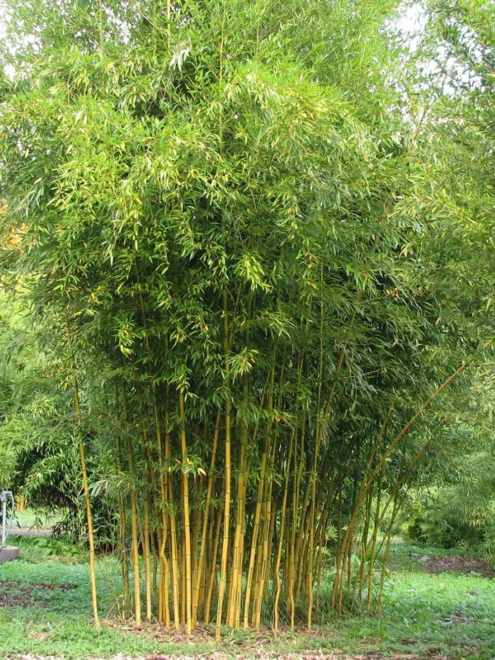 plante ornamentale 765