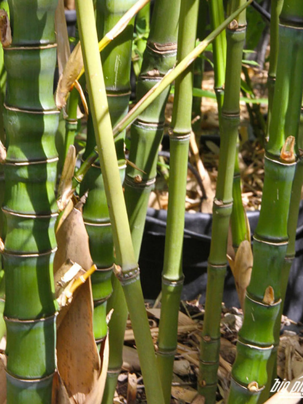 plante ornamentale 766