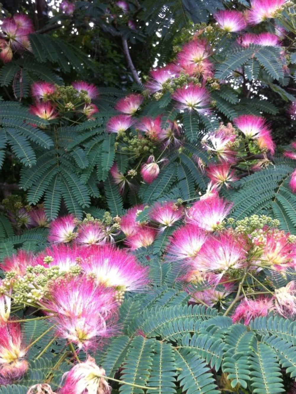 plante ornamentale 767