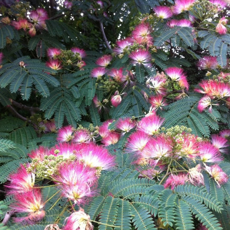 plante ornamentale 767