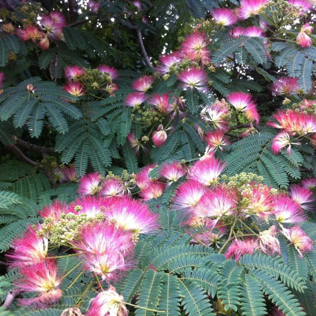 plante ornamentale 767