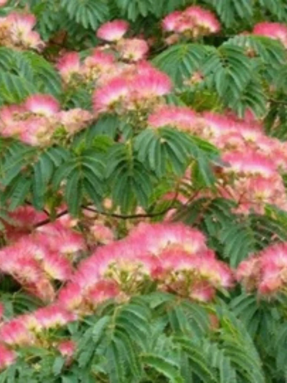 plante ornamentale 768