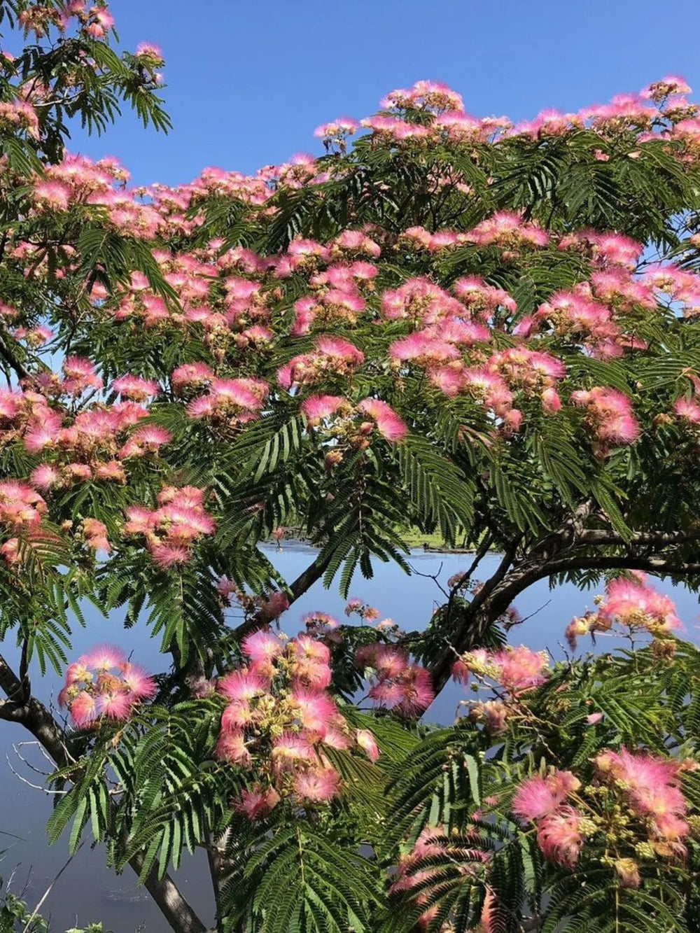 plante ornamentale 769